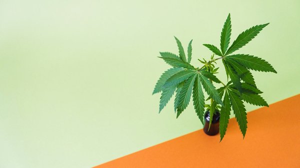 Comment extraire le cannabidiol facilement et efficacement?